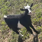 Wancho Сasa de vacaciones Botarell